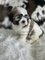 Axel, a male Bichon Frise and Shih Tzu for sale in Boyden, IA – 3 of 4