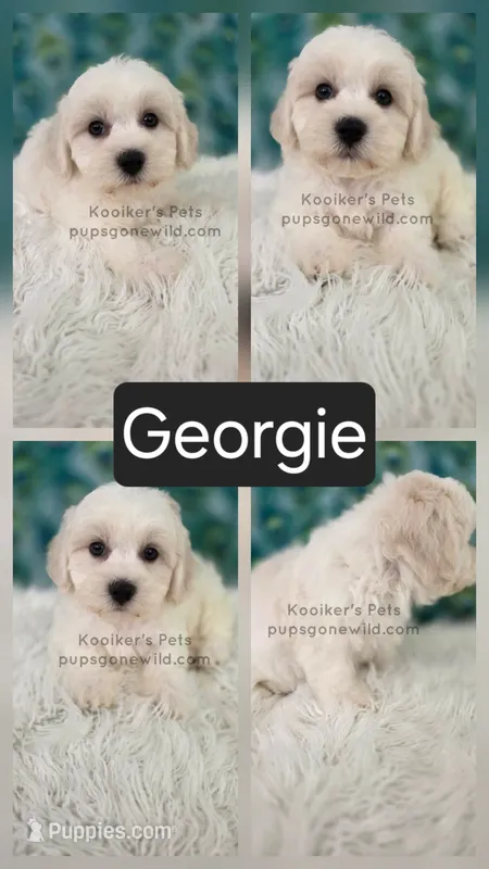 Georgie – Shichon puppy for sale in Boyden, IA