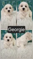 Georgie, a female Shichon for sale in Boyden, IA – 1 of 1