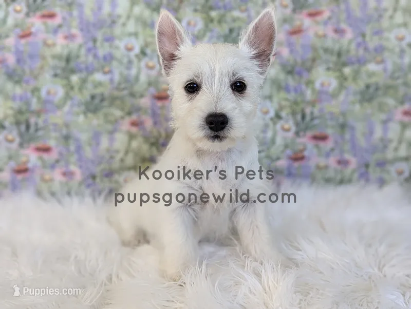 AKC - Eleanor – West Highland White Terrier puppy for sale in Boyden, IA