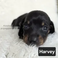 Harvey, a male Miniature Dachshund for sale in Boyden, IA – 1 of 4
