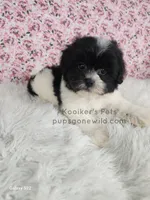 Lilly, a female Bichon Frise and Shih Tzu for sale in Boyden, IA – 2 of 4
