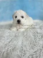 Bowie, a male Bichon Frise for sale in Boyden, IA – 1 of 4