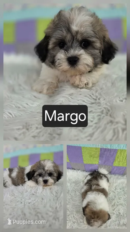 Margo – Bichon Frise, Shih Tzu puppy for sale in Boyden, IA