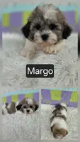 Margo, a female Bichon Frise and Shih Tzu for sale in Boyden, IA – 1 of 1