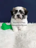 Hank, a male Bichon Frise and Shih Tzu for sale in Boyden, IA – 4 of 4