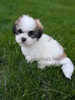 Prince - SALE, a male Bichon Frise and Shih Tzu for sale in Boyden, IA – 2 of 3