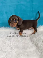 Truffle, a male Miniature Dachshund for sale in Boyden, IA – 2 of 4