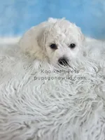 Bowie, a male Bichon Frise for sale in Boyden, IA – 4 of 4