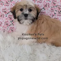 Violet-SALE, a female Shichon for sale in Boyden, IA – Photo 1 of 4