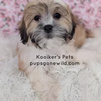 Violet-SALE, a female Shichon for sale in Boyden, IA – Photo 3 of 4