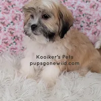 Violet-SALE, a female Shichon for sale in Boyden, IA – Photo 2 of 4