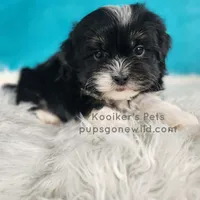 Bridger, a male Shichon for sale in Boyden, IA – Photo 1 of 5