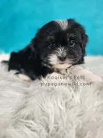 Bridger, a male Shichon for sale in Boyden, IA – Photo 1 of 5