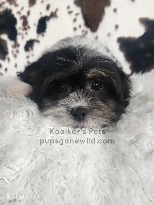 Bridger – Shichon puppy for sale in Boyden, IA