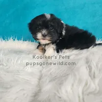 Bridger, a male Shichon for sale in Boyden, IA – Photo 4 of 5