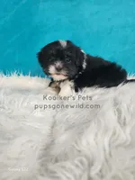 Bridger, a male Shichon for sale in Boyden, IA – Photo 4 of 5