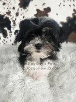 Bridger-SALE, a male Shichon for sale in Boyden, IA – 3 of 3