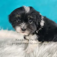Bridger, a male Shichon for sale in Boyden, IA – Photo 3 of 5