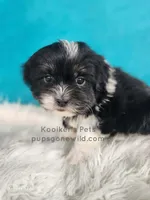 Bridger, a male Shichon for sale in Boyden, IA – Photo 3 of 5
