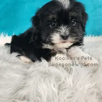 Bridger, a male Shichon for sale in Boyden, IA – Photo 2 of 5