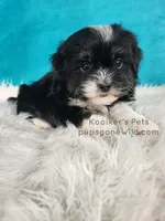 Bridger, a male Shichon for sale in Boyden, IA – Photo 2 of 5