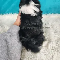 Bridger, a male Shichon for sale in Boyden, IA – Photo 5 of 5