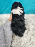 Bridger, a male Shichon for sale in Boyden, IA – Photo 5 of 5