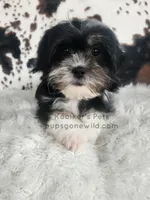 Bridger-SALE, a male Shichon for sale in Boyden, IA – 2 of 3