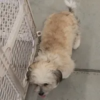 Benedict, a male Bichon Frise and Shih Tzu for sale in Boyden, IA – 2 of 2