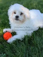 Brimsley-SALE, a male Shichon for sale in Boyden, IA – 7 of 7