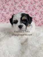 Annie, a female Bichon Frise and Shih Tzu for sale in Boyden, IA – 4 of 4