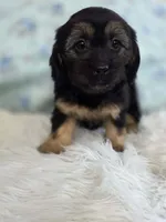 Daisy, a female Shih Tzu and Miniature Dachshund for sale in Boyden, IA – 3 of 4