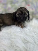 Violet, a female Shih Tzu and Miniature Dachshund for sale in Boyden, IA – 3 of 5