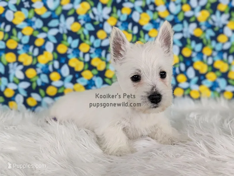 AKC - Odette – West Highland White Terrier puppy for sale in Boyden, IA
