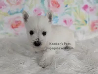Odette, a female West Highland White Terrier for sale in Boyden, IA – Photo 2 of 3