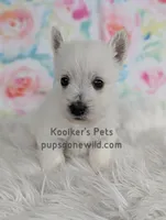 Odette, a female West Highland White Terrier for sale in Boyden, IA – Photo 3 of 3