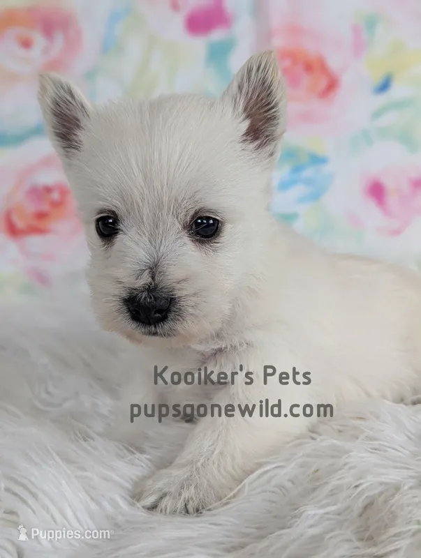 Odette – West Highland White Terrier puppy for sale in Boyden, IA