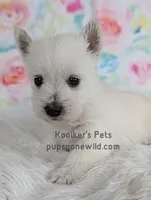 Odette, a female West Highland White Terrier for sale in Boyden, IA – Photo 1 of 3