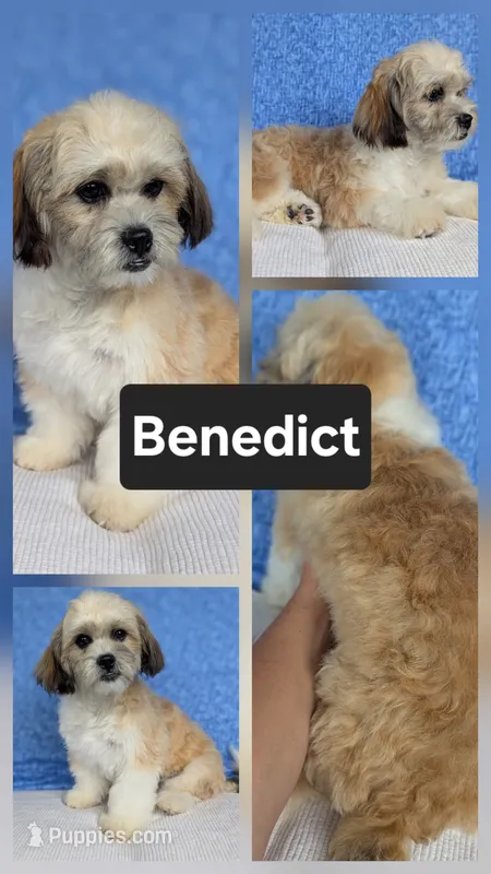 Benedict – Bichon Frise, Shih Tzu puppy for sale in Boyden, IA