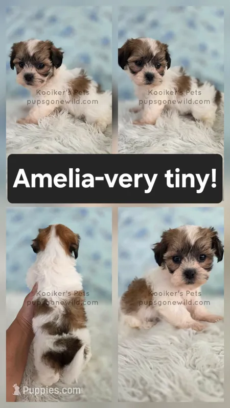 Amelia – Bichon Frise, Shih Tzu puppy for sale in Boyden, IA