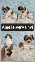 Amelia, a female Bichon Frise and Shih Tzu for sale in Boyden, IA – 1 of 1