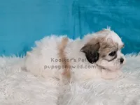 Happy, a male Bichon Frise and Shih Tzu for sale in Boyden, IA – 3 of 3