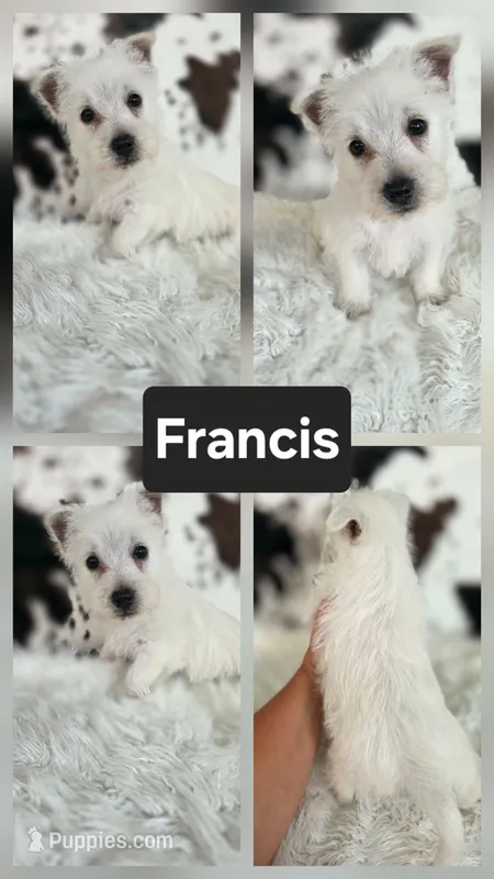 Francis – West Highland White Terrier puppy for sale in Boyden, IA