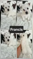 Francis, a male West Highland White Terrier for sale in Boyden, IA – 1 of 1