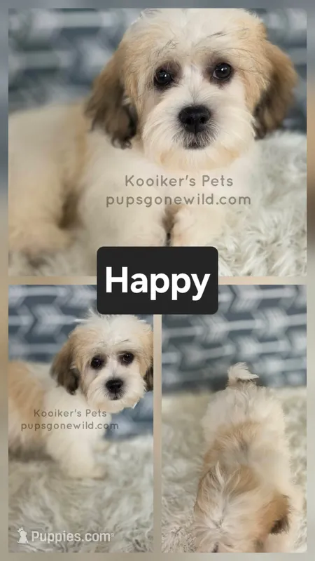 Happy – Bichon Frise, Shih Tzu puppy for sale in Boyden, IA