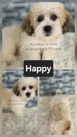 Happy, a male Bichon Frise and Shih Tzu for sale in Boyden, IA – 1 of 1