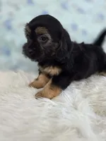 Daisy, a female Shih Tzu and Miniature Dachshund for sale in Boyden, IA – 2 of 4