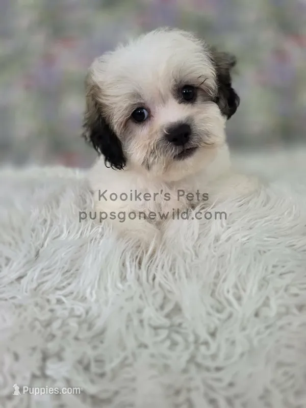 Ellie – Bichon Frise, Shih Tzu puppy for sale in Boyden, IA