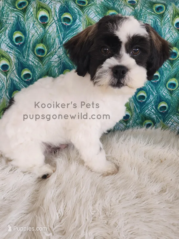 Chester-SALE – Shichon puppy for sale in Boyden, IA